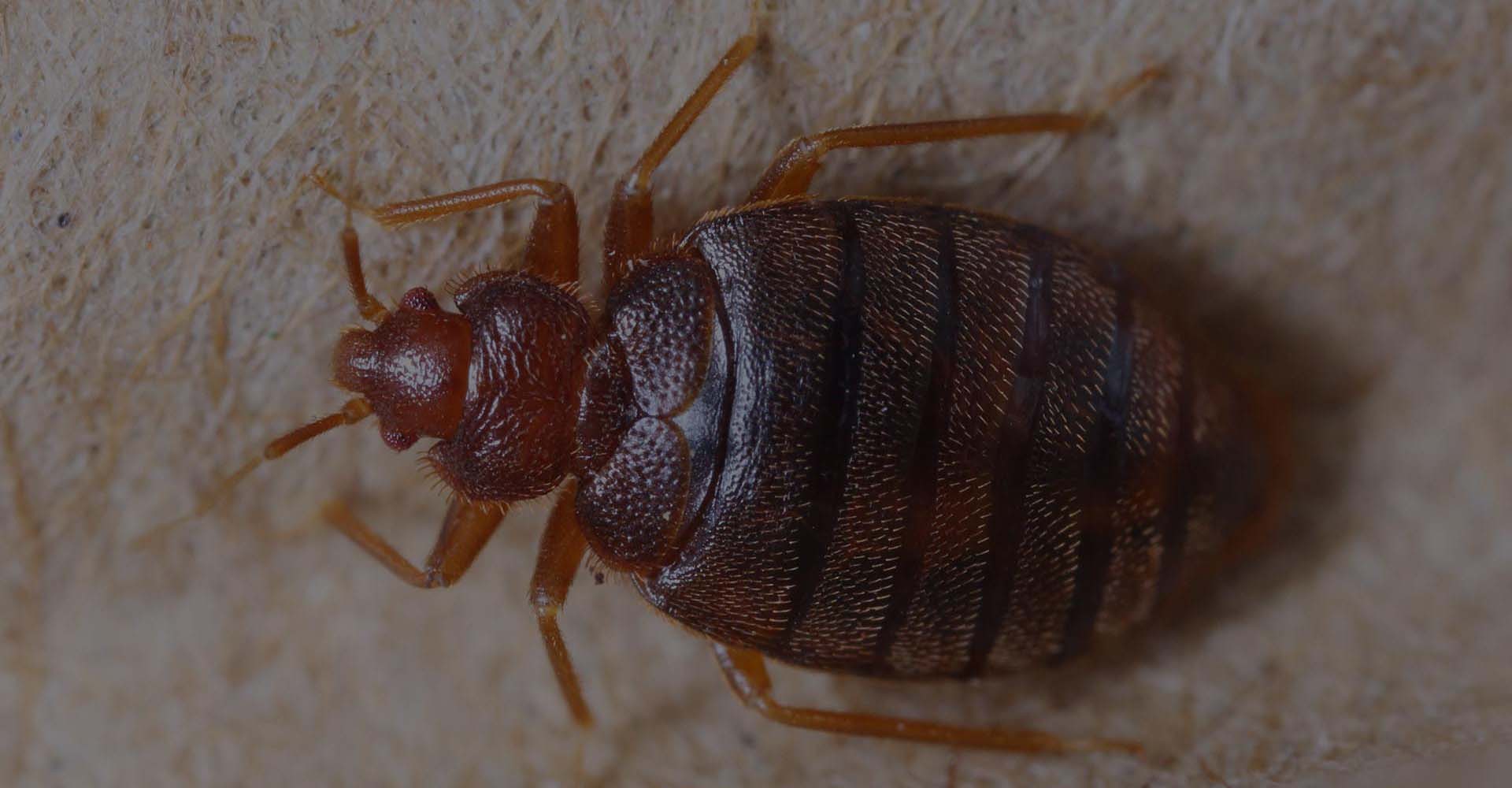 Customized Bed Bug Services Near Me That Work
